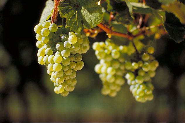  Riesling is the undisputed king of Mittelmosel 