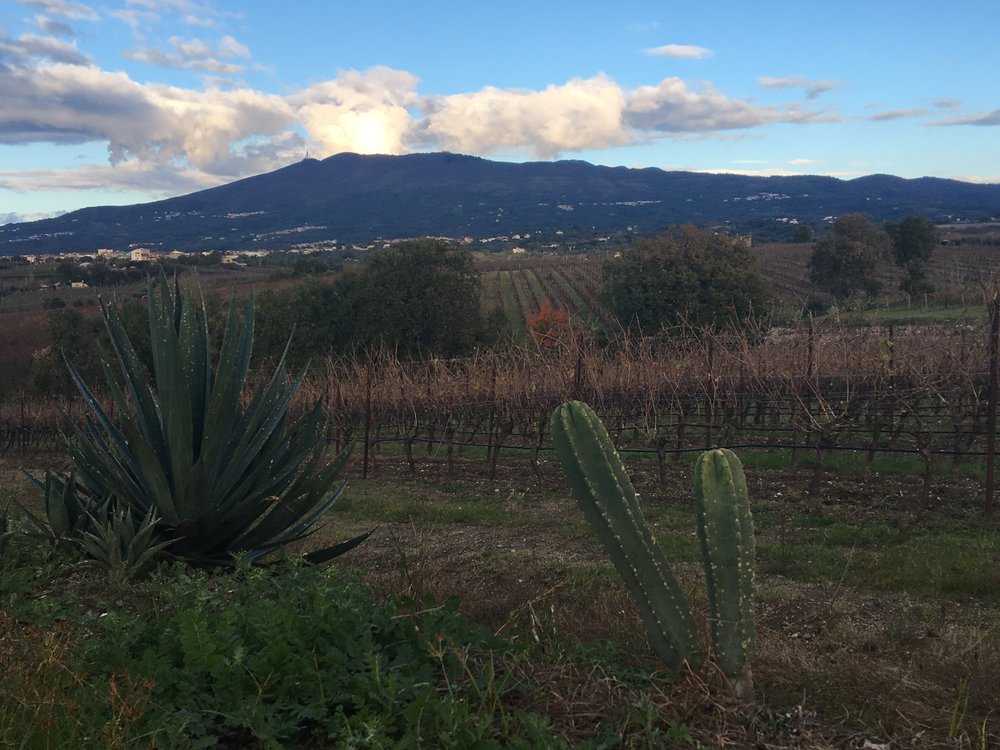  Roccamonfina and the Villa Matilde vineyards 
