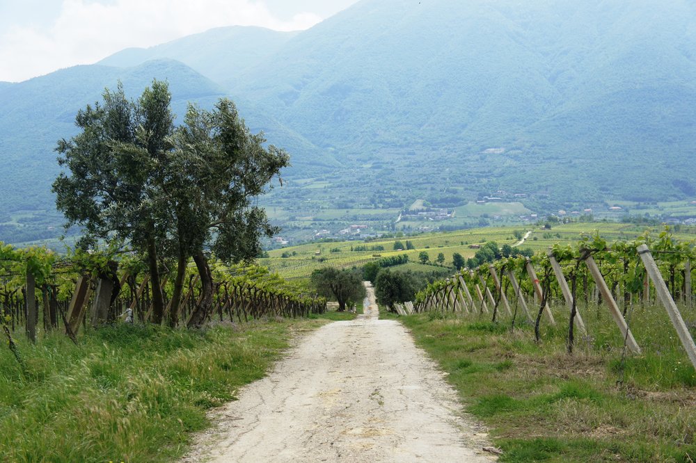  Welcome to the wine roads of Sannio - a rustic landscape of vineyards and mountains. 