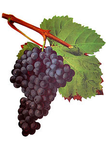  Tannat is a rising star of Bolivian wine 