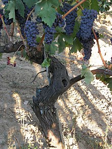  Tempranillo is a happy transplant to the Valle de Guadalupe 