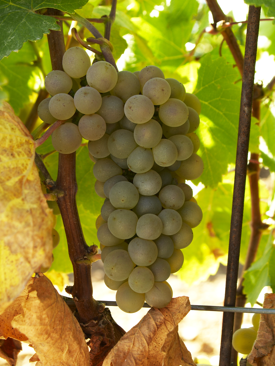  Verdejo grapes 