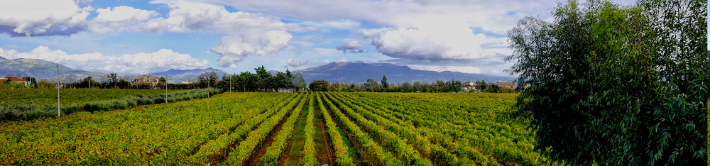  Villa Matilde Vineyard and the extinct volcano, Roccamonfina, in the background.  Roccamonfina contributed volcanic material to the calcareous ancient sea bottom soils to create the particular soils of the Caserta region 