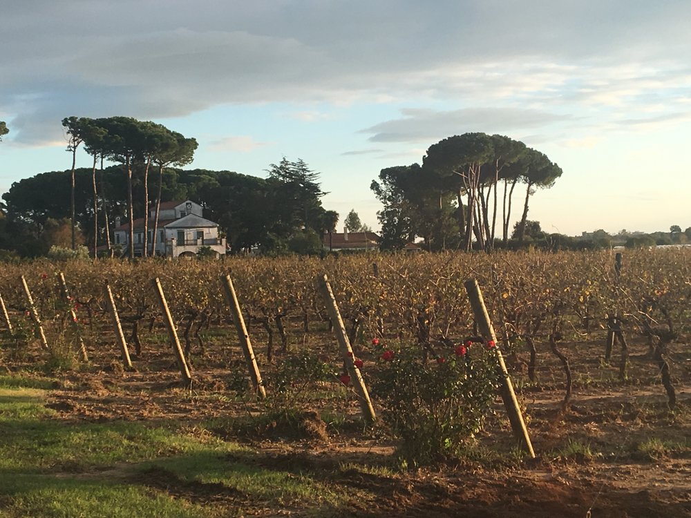  The vineyards next to Villa Matilde estate - the source of great Falerno del Massico wines 