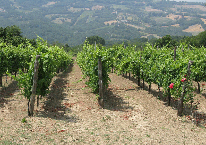  Colli di Lapio Vineyard in Avellino, Campania 
