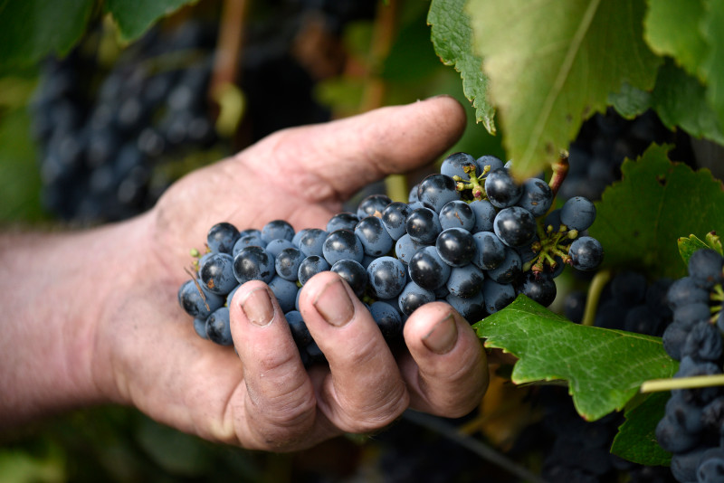  Cabernet Sauvignon, a classic variety for Australia, does very well in Geographe 