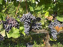  Xinomavro grapes and Naoussa are almost synonymous. 