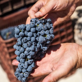  Agiorgitiko grapes and wines are steeped in legend 