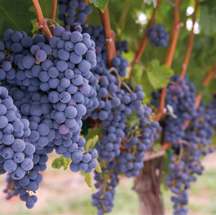 Turkey’s indigenous Bogazkere grape