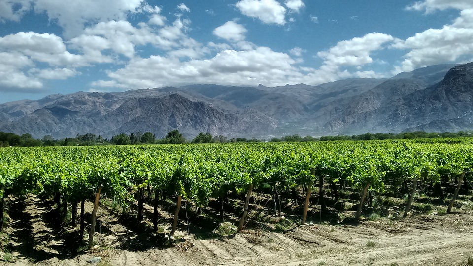 Valle Calchaqui in the Cafayate region of Northern Argentina is the home of Torrontés