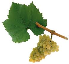  Chardonnay from Tamar Valley rocks (and together with Pinot Noir makes some of the best bubbles in the world). 