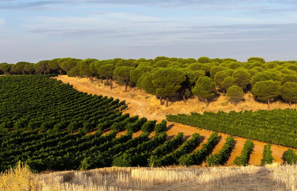  Palacio de Bornos Vineyard 