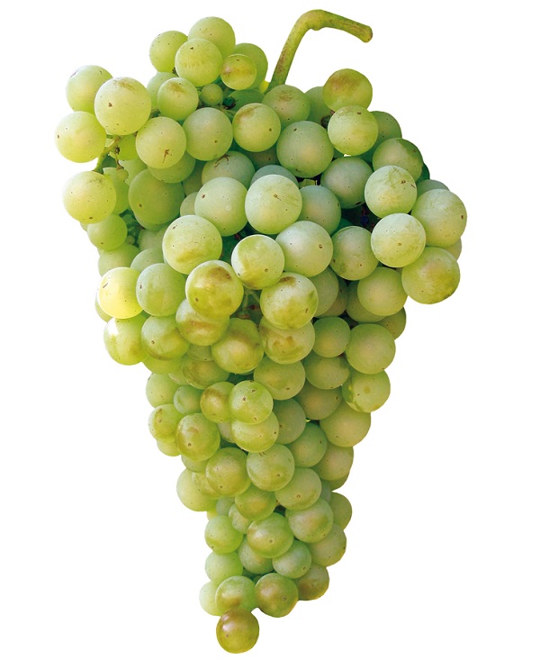  Fiano grapes make noble and seductive wines 