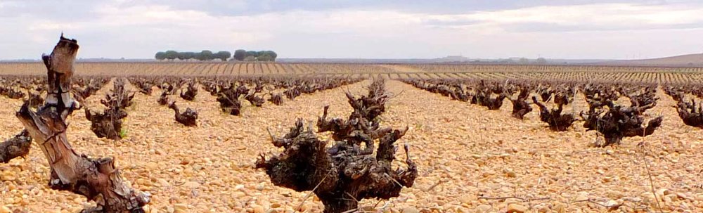  Verdejo has made its home on Rueda’s high plains 