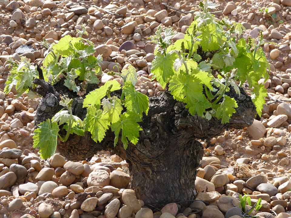  Verdejo often hunkers down in bush vines to resist the wind 