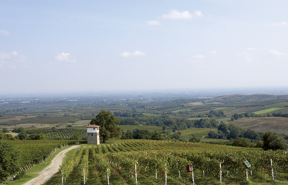  The Kir-Yianni vineyards in Naoussa, another of of Naoussa’s most iconic producers 