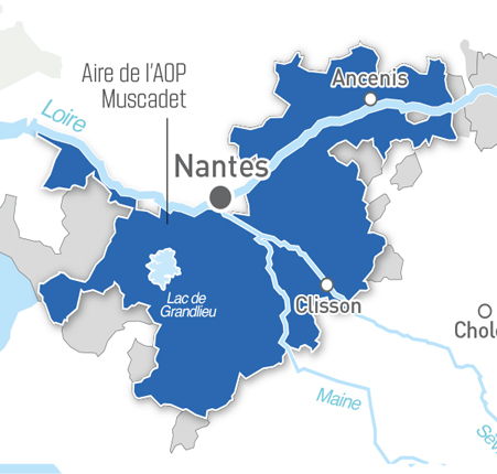  The Sèvre and Maine rivers cut a “Y” through the Sèvre-et-Maine wine region 