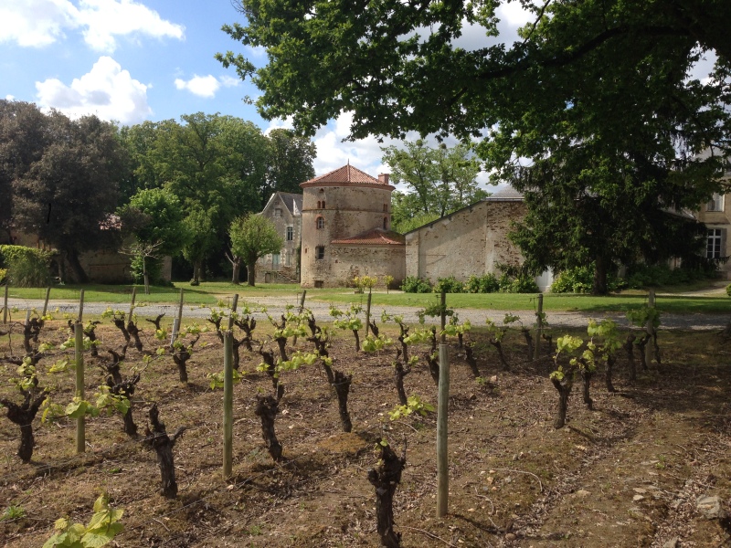  VGC Véronique Günther Chéreau estate in Sèvre & Maine 