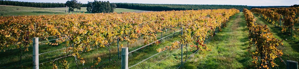  Plantagenet Wines vineyard in the Mount Barker sub-region of the Great Southern 