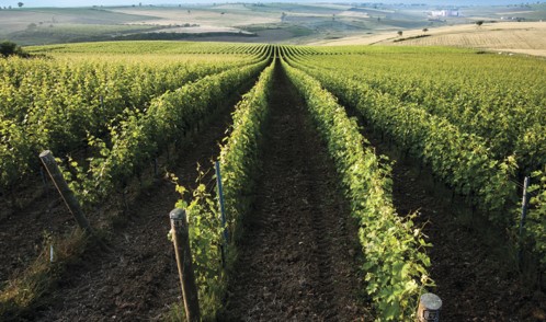Kayra’s Sarkoy Vineyard in the Marmara Region (ancient Thrace)