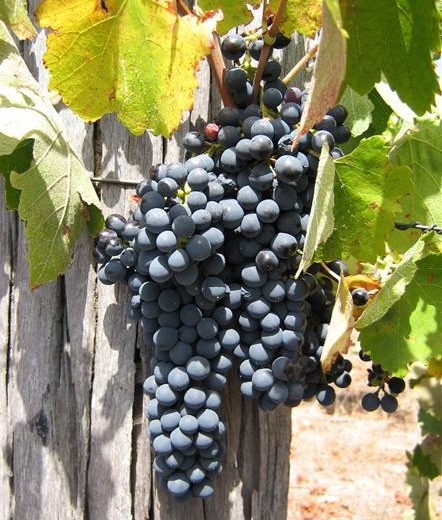  Shiraz at Gibert Wines 
