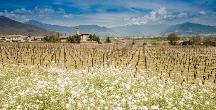  Mountains, lake and valley bowl combine to create Franciacorta’s own special climate 