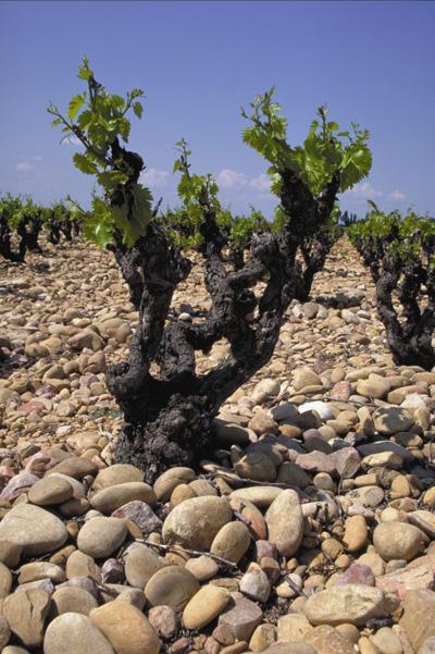 The stony terroir of the “ gress” gravel beds