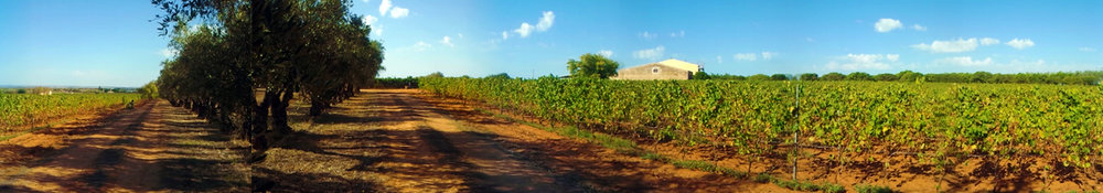  Classic red  terra rossa  sandy soils of Cerasuolo di Vittoria at Feudo di Santa Tresa Vineyards 