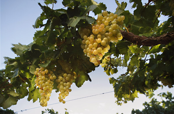 Argentine’s national white wine grape - Torrontés