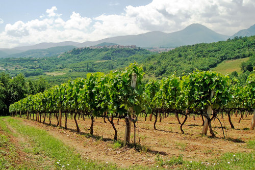  Vines at the Vaeni Cooperative 