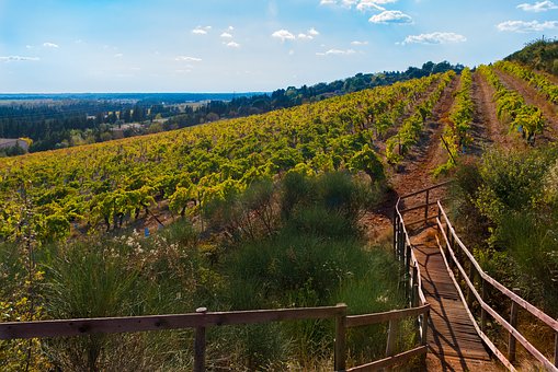 Costières de Nîmes vineyards in autumn