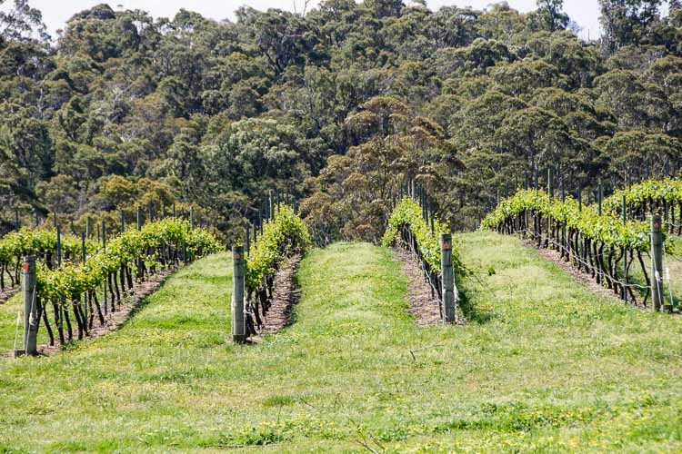  Estate 807 vineyard and coastal rain forest 