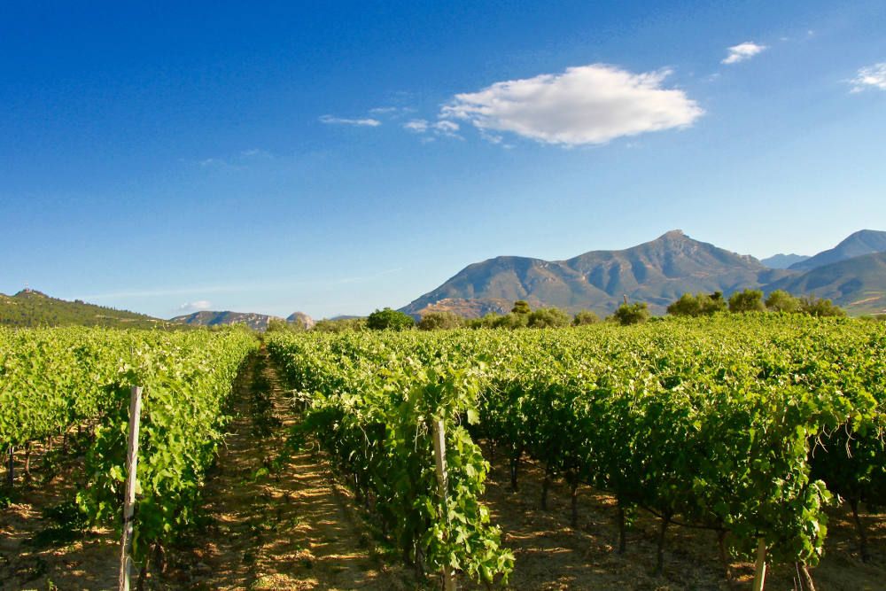  This Nemea vineyard is at Giannis Tselepos’ Ktima Driopi estate. 