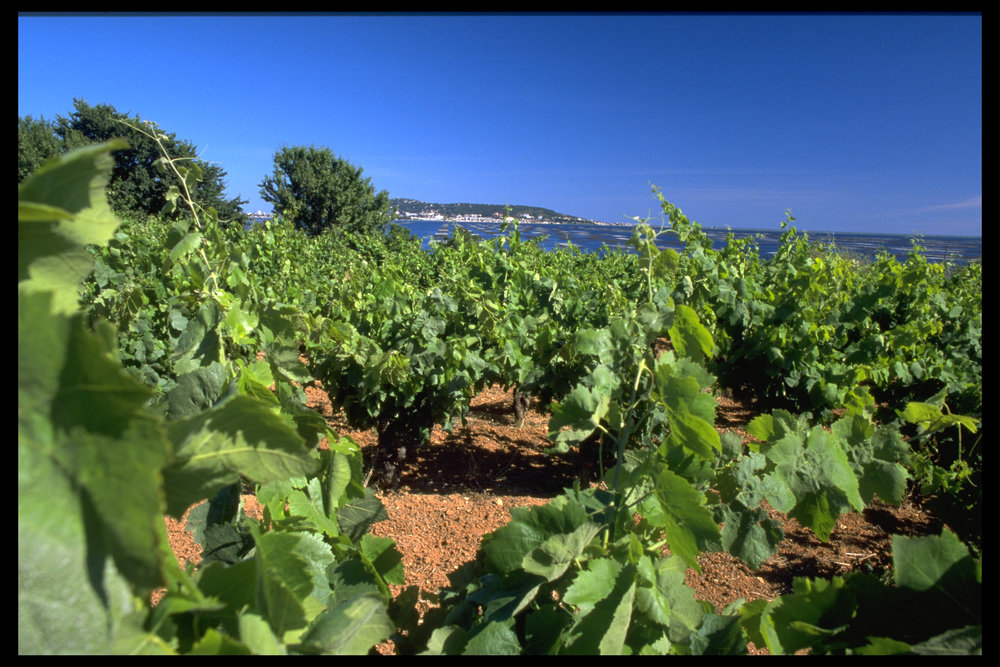  The vineyards of Picpoul de Pinet cover the landscape and extend right to the shoreline of the Thau Lagoon 