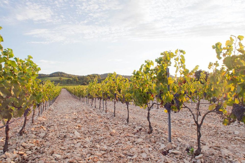  These striking limestones at Domaine Lafond are one of three of the main soil types of Tavel 