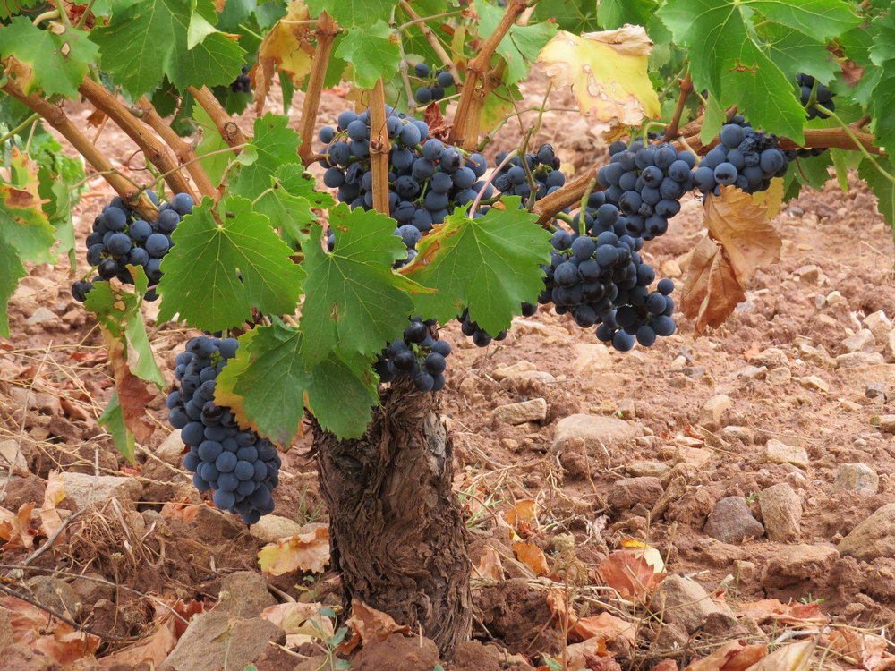 Garnacha (Grenache) bush vines at Palmeri Sicilia