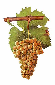  The Picpoul (Piquepoul) Blanc grape 