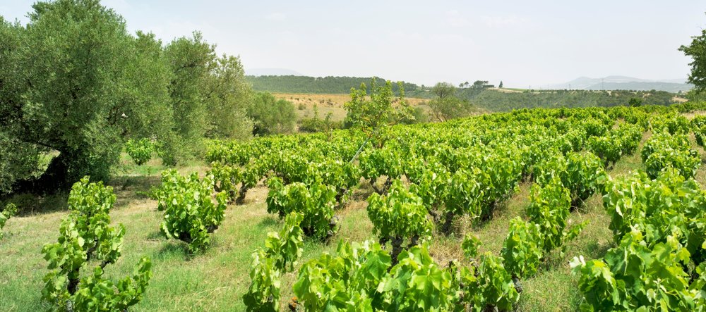 Bush vine Garnacha (Grenache) in the vineyards of Bodegas Artazu in Navarra.