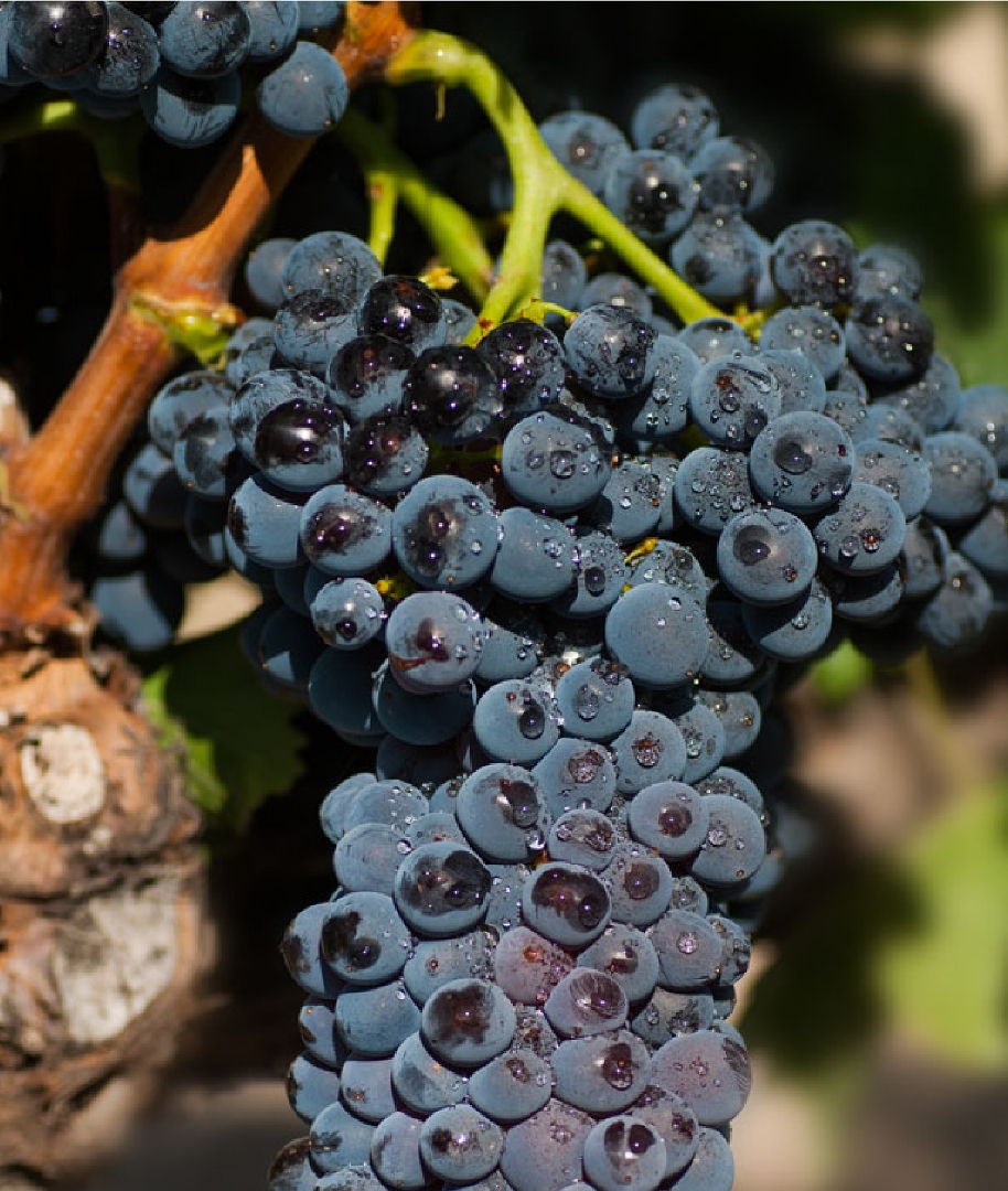 Garnacha grapes are not unique to Navarra but might be the best bet for defining Navarra’s place in Spanish wine