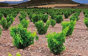  Typical bush vine Garnacha vineyard in Borja 