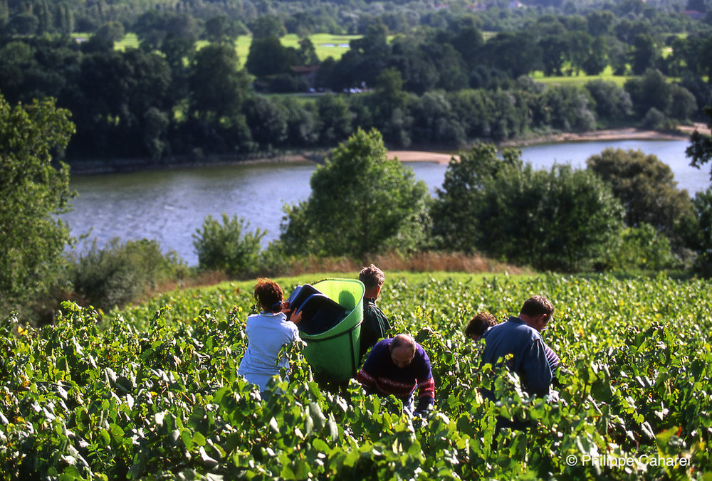 Harvest along the Loire