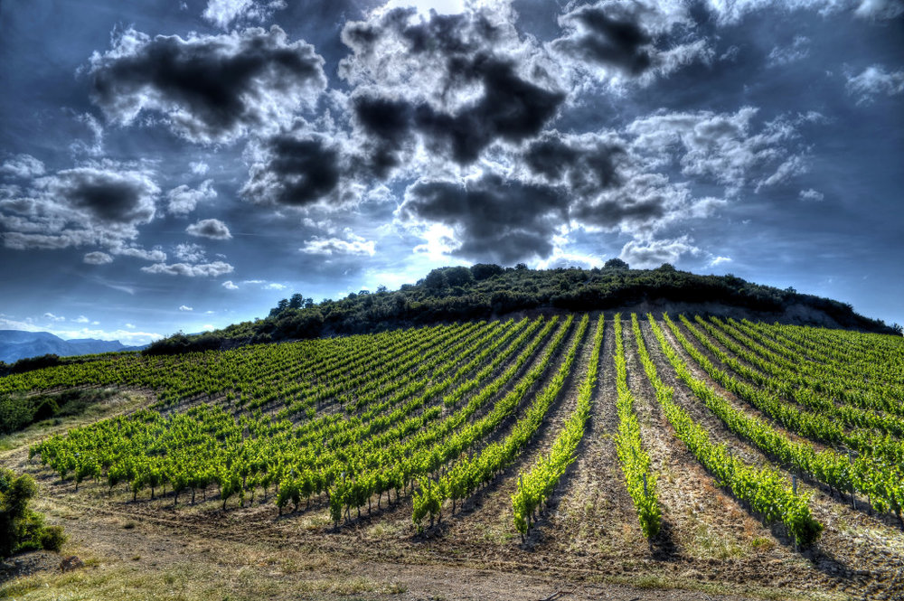  Languedoc has a startling array of great wine roads 