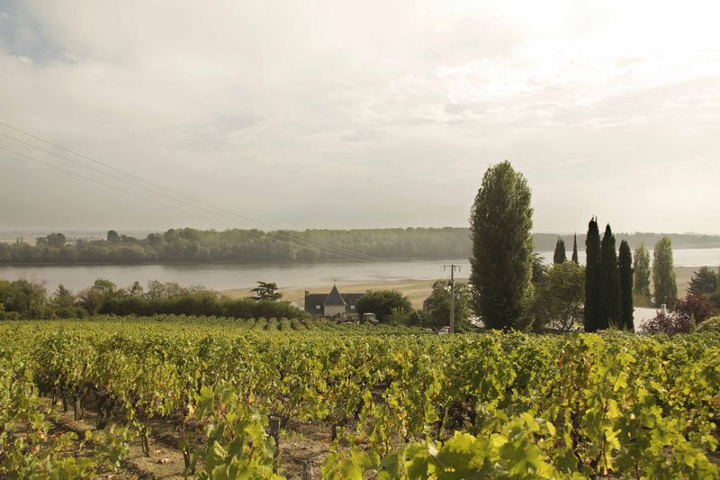 The vineyards of Monmousseau