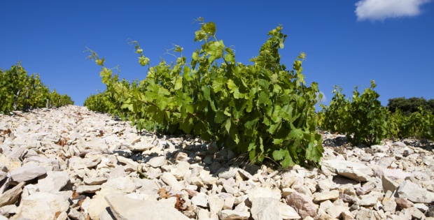  You can almost feel the heat radiated to the vines 