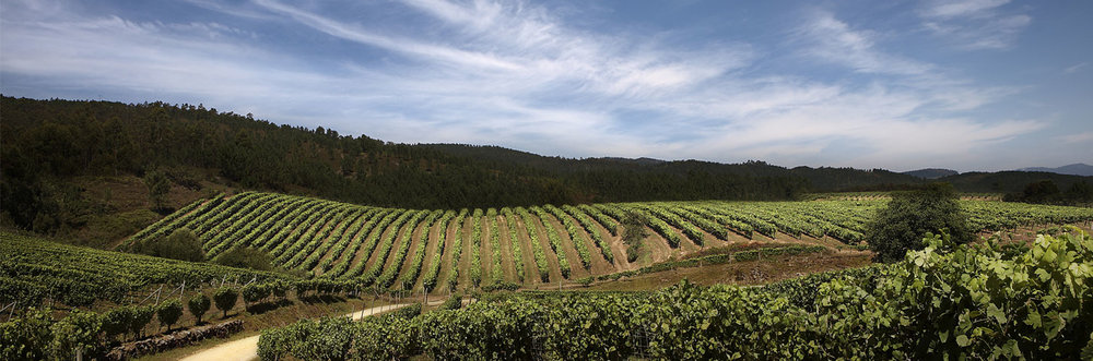  Vineyards along the wine route in the high plateaus of Campo de Borja 
