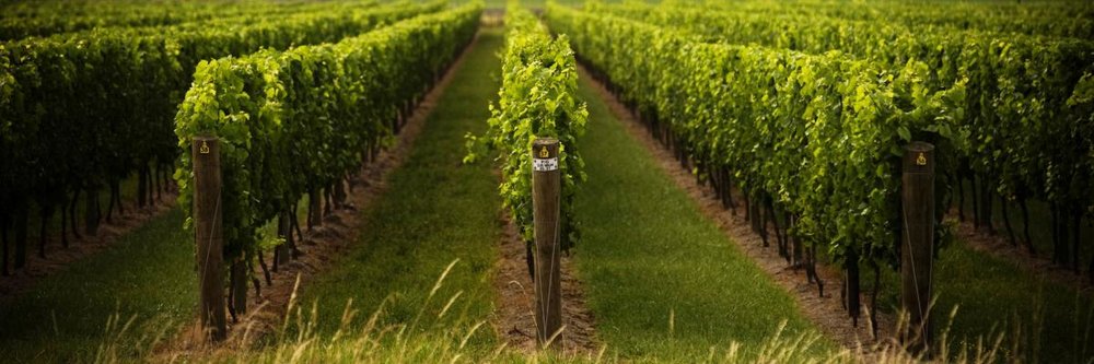 Ashwood Estate is one of the wineries that exemplifies Gisborne’s friendly cellar door culture