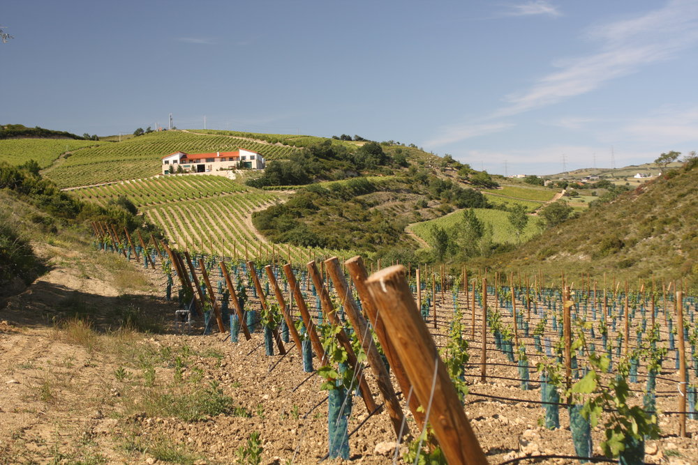  Quinta da Murta vineyards in DOC Bucelas - on Lisbon’s doorstep 
