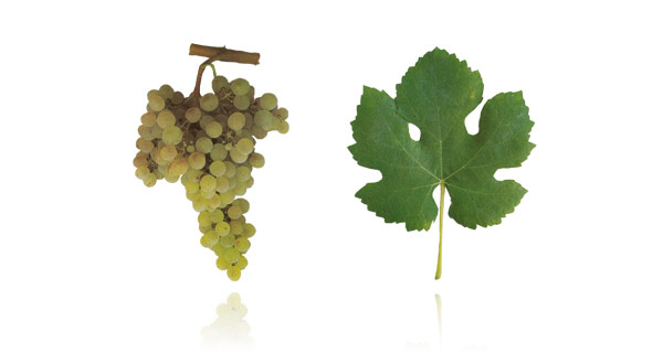  The Arinto grape variety makes a bright, lively, mineral wine - both in still and sparkling form. 
