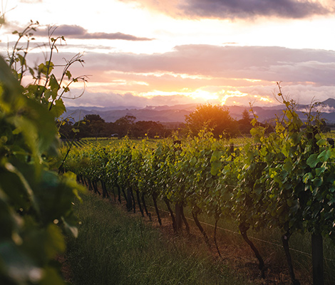 The beauty of the vineyards at Matawhero is exactly what you expect of New Zealand’s wine country