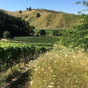 Millton Winery’s vineyards and the dry hills that tell the story of this low-rainfall terroir